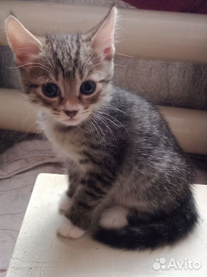 Отдам в хорошие руки котенка