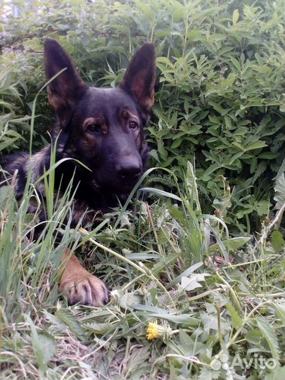 Ремонт стиральных машин, дух шкафов, холодильников