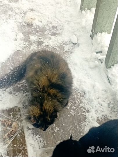 Коты и кошки