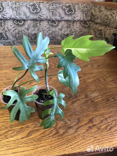 Филодендроны, сциндапсусы, монстера, золотой ус