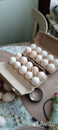 Яйцо домашнее инкубационное ина еду