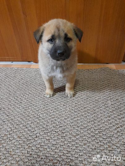 Щенки хаски