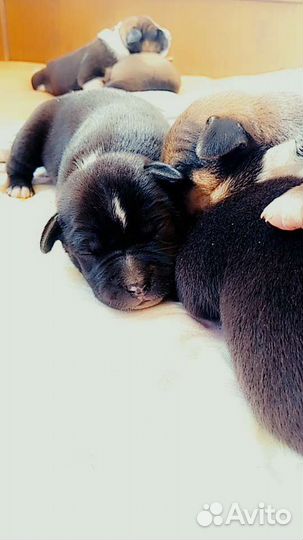 Стаффордширский терьер щенки помесь