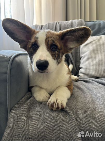 Вельш-корги кардиган щенки