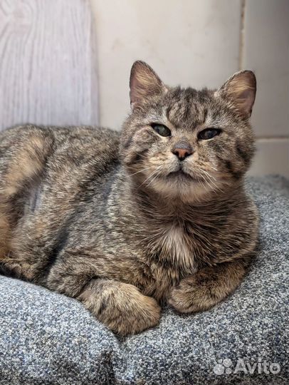 Дания в добрые руки