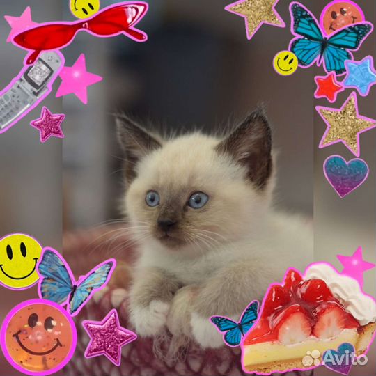 Кошка