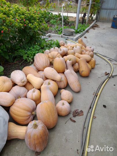 Тыква Витамин опт