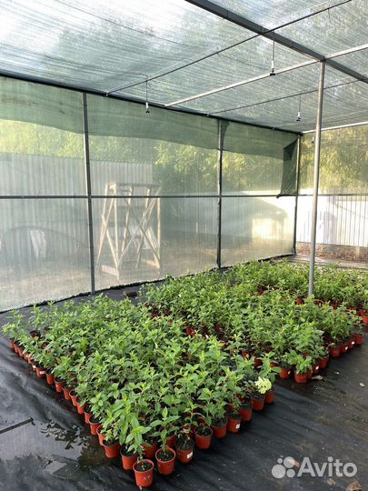 Гортензия метельчатая