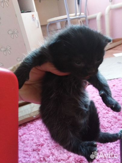 Отдам котят Светленькая девочка, чёрный мальчик