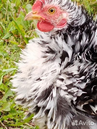 Декоративный кучерявый петушок