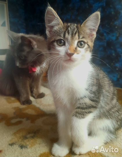 Котёнок девочка