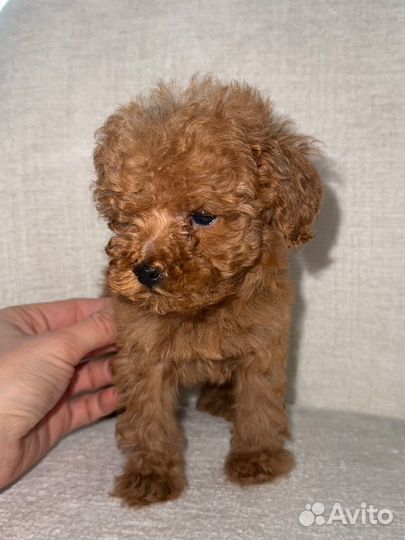 Той-пудель мини девочка