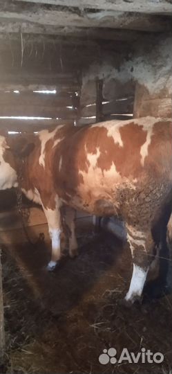 Годовалый бычок,телочка