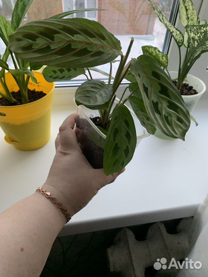 Маранта триколор