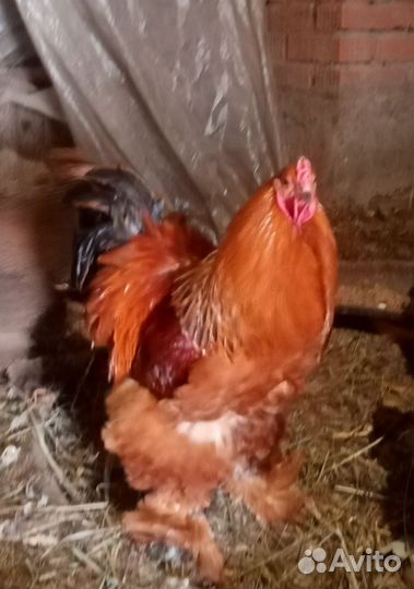 Брама молодняк