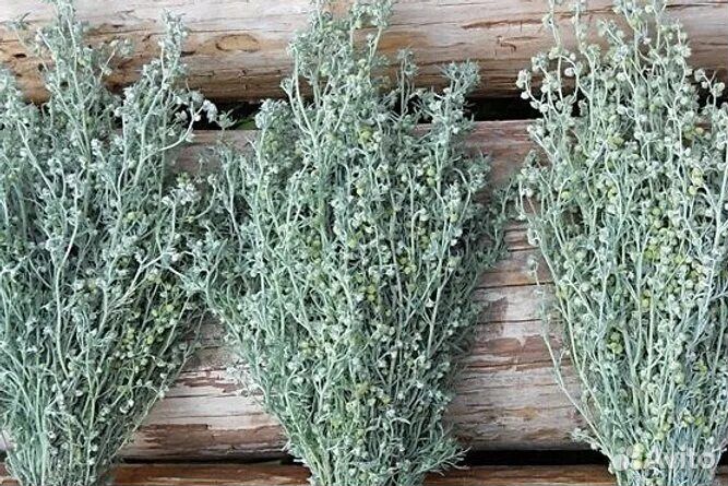 Полынь для бани