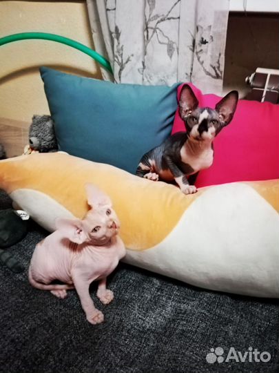 Канадский сфинкс