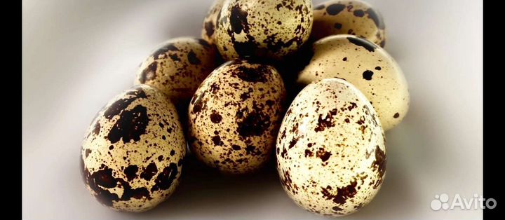 Мясо домашней курицы, цыплят