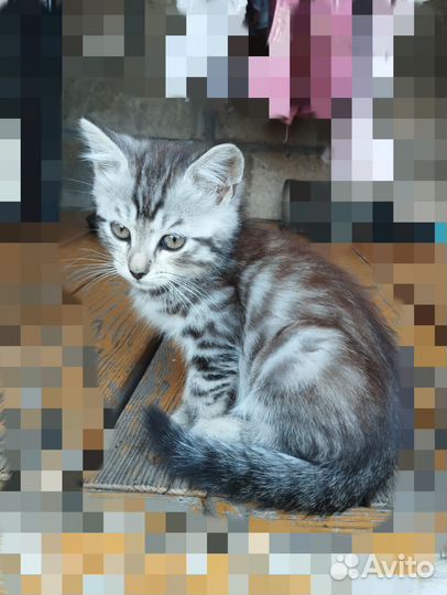 Полу британцы