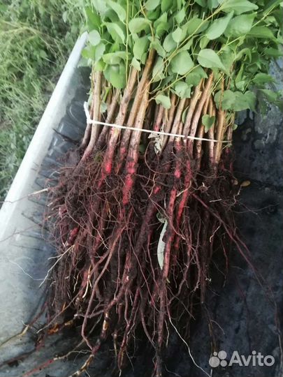 Груша дичка