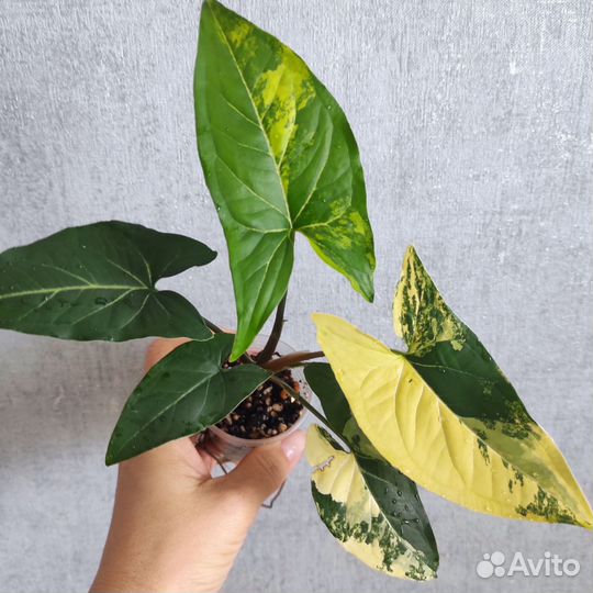 Сингониум Империал елоу