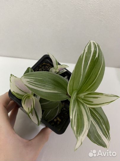 Традесканция