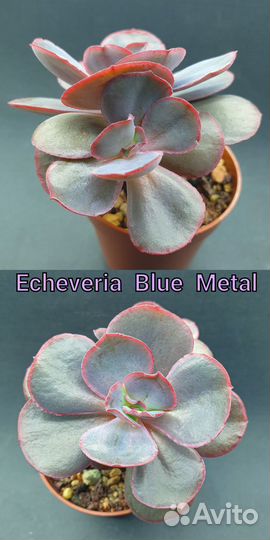 Эхеверия Джакал