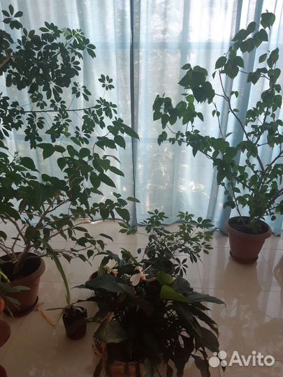 Комнатные растения