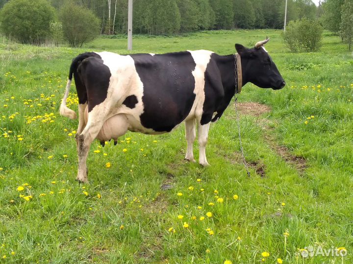 Корова высокоудойная
