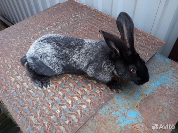 Кролики породы 