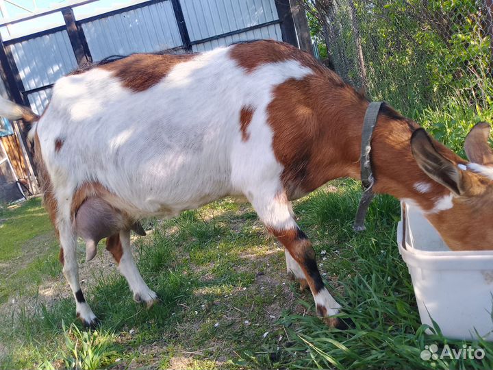 Коза дойная с козочкой