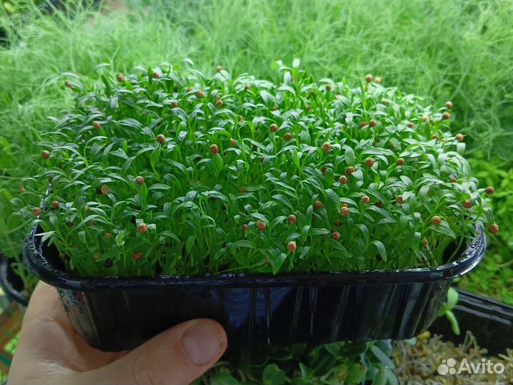 Микрозелень