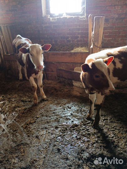 Телята телочки