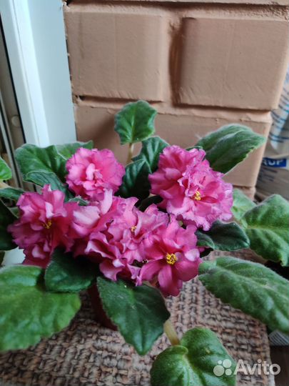 Цветущая сенполия ле-Наташа