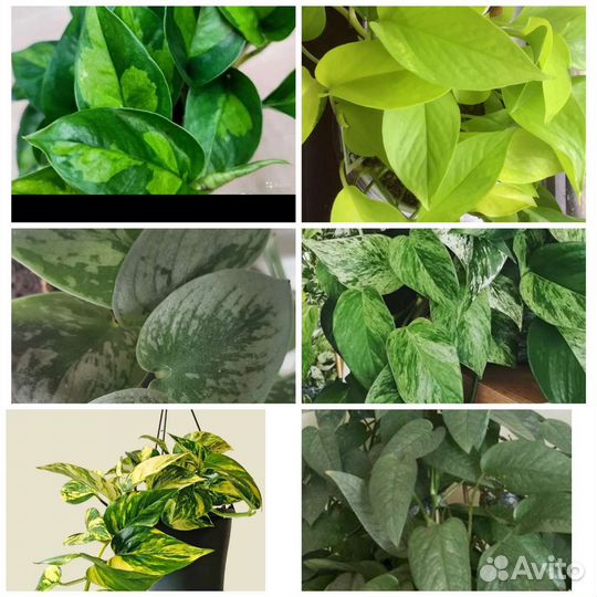 Сциндапсусы и эпипремнумы