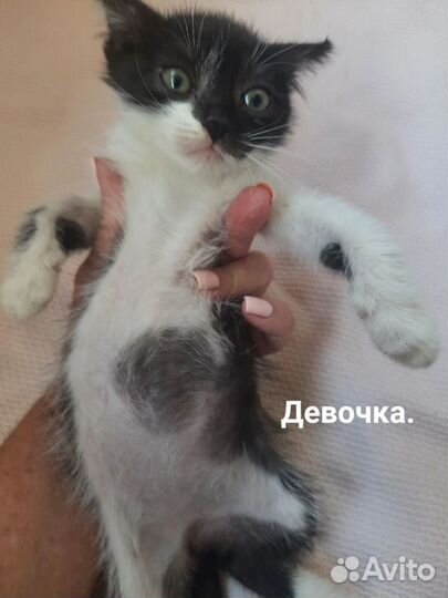 Котятам нужен дом