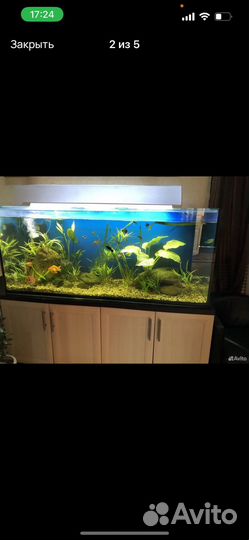 Шикарный авариум