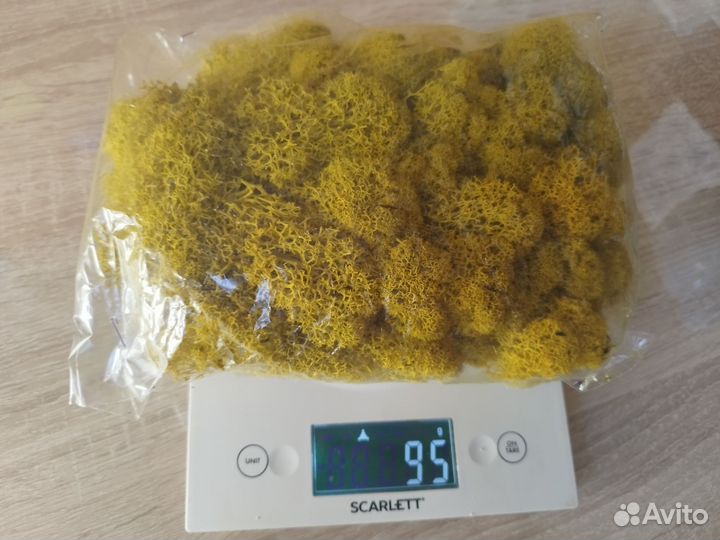 Стабилизированный мох для поделок