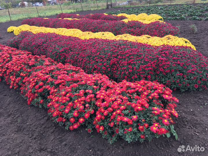 Хризантема шаровидная,мультифлора,саженцы