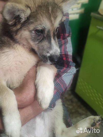 Щенки хаски