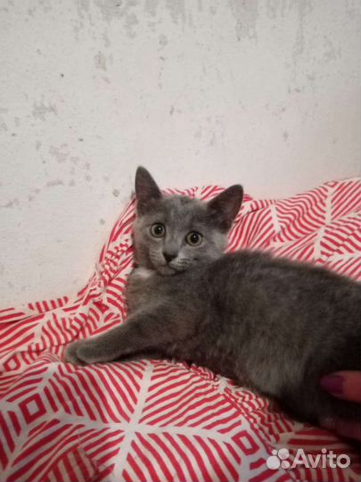Котенок