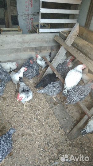 Курочки и петушки