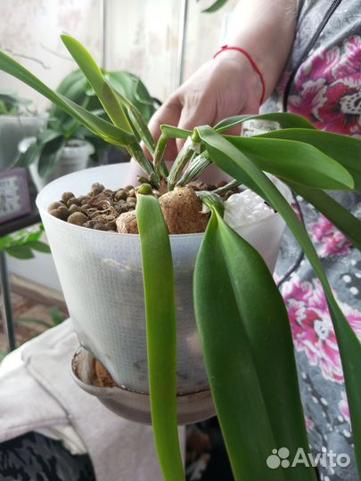 Орхидеи(разные)