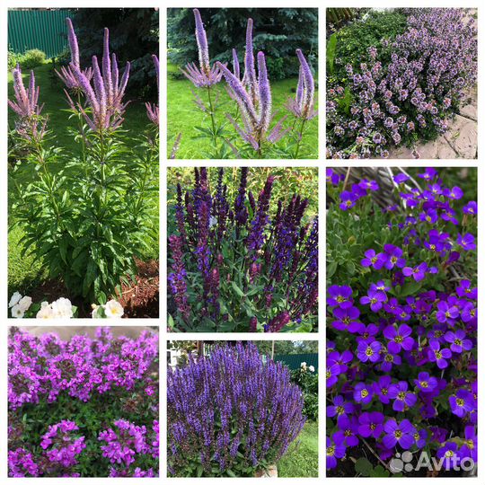 Многолетние садовые растения