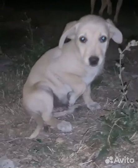 Щенок мальчик в добрые руки