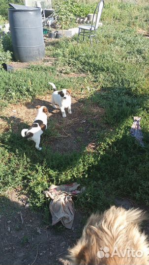 Собака в добрые руки отдам бесплатно