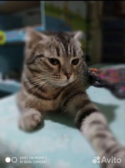 Кошка кошечка Сильва в добрые руки