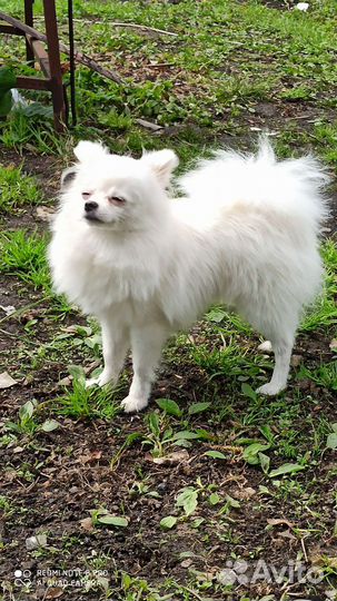 Немецкий шпиц малый девочка