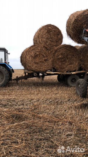 Солома гречки