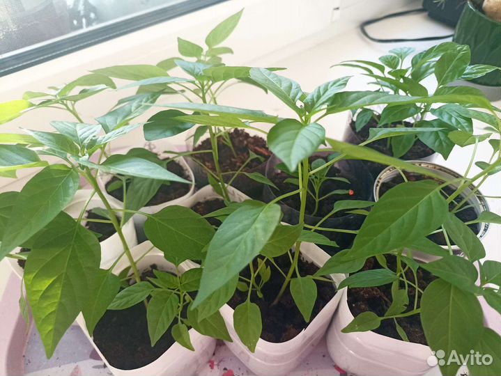 Комнатный перчик